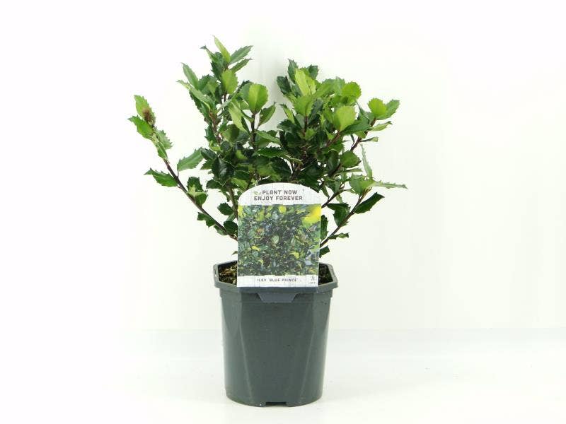 Ilex mes. 'Blue Prince'