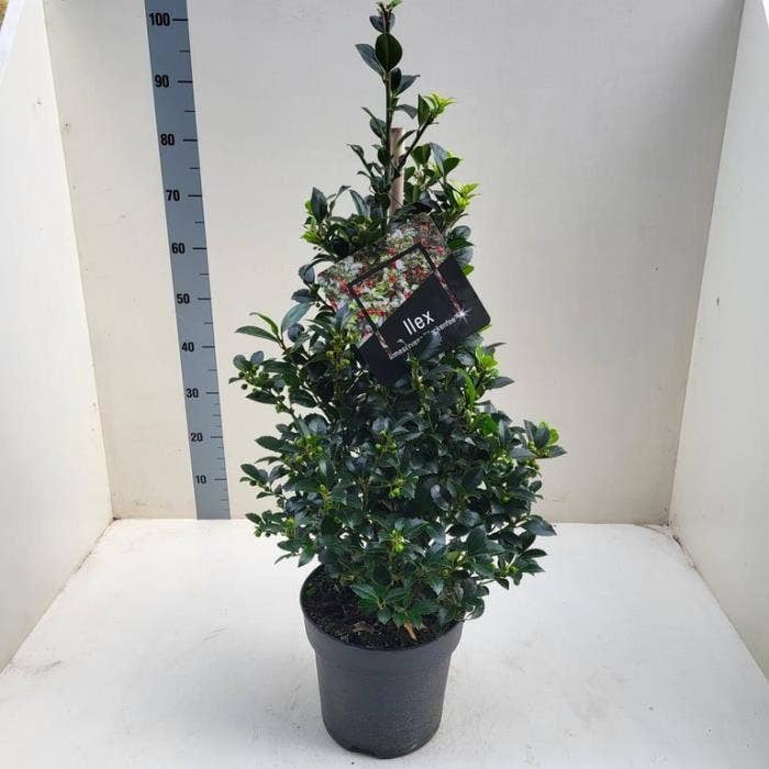 Ilex mes. 'Heckenfee' pyramid +berry