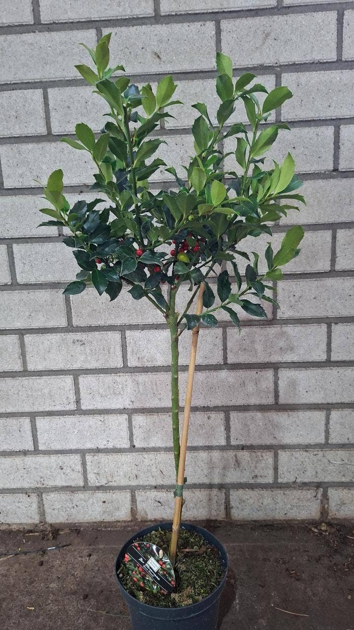 Ilex meserv. 'Blue Maid' Ball stem 50cm BERRY