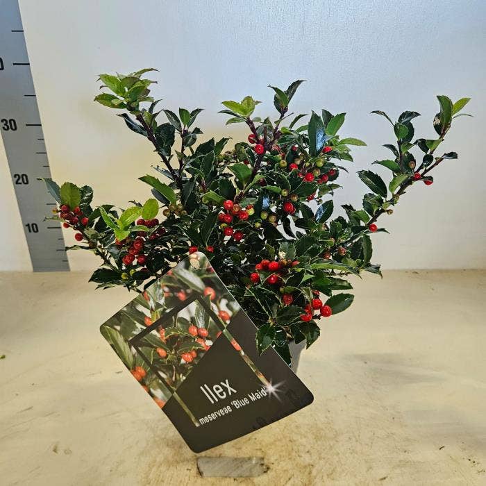 Ilex meserv. 'Blue Maid' Bush with Berries
