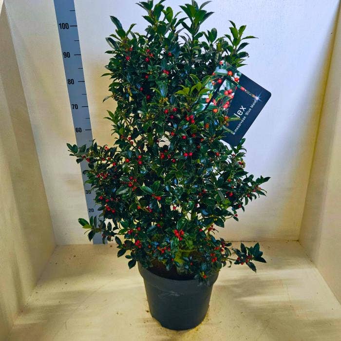 Ilex meserv. 'Blue Maid' Bush with Berries