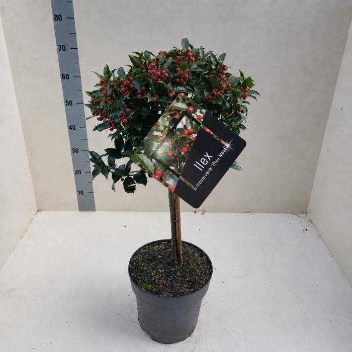 Ilex meserv. 'Blue Maid' on Stem with Berries 
