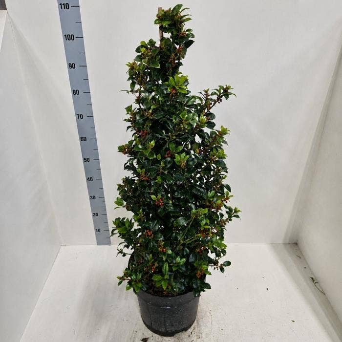 Ilex meserv. Heckenfee with Berries