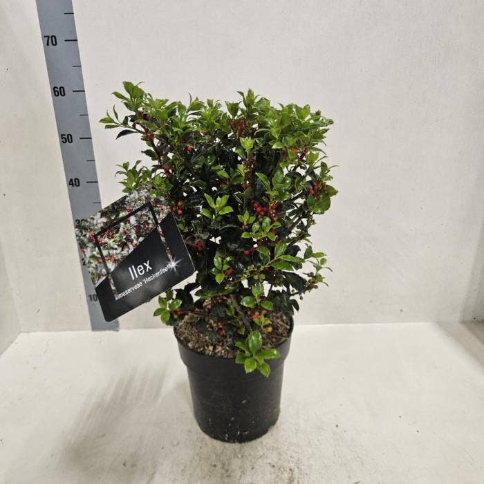 Ilex meserv. Heckenfee with Berries