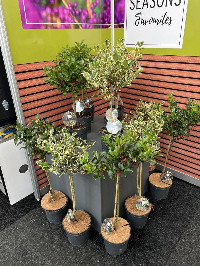 Ilex on 25 cm stem