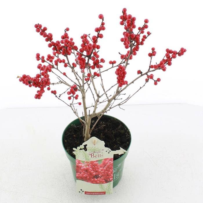 Ilex vert. 'Jingle Bells'