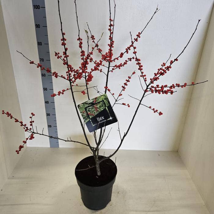 Ilex verticillata with Berries 