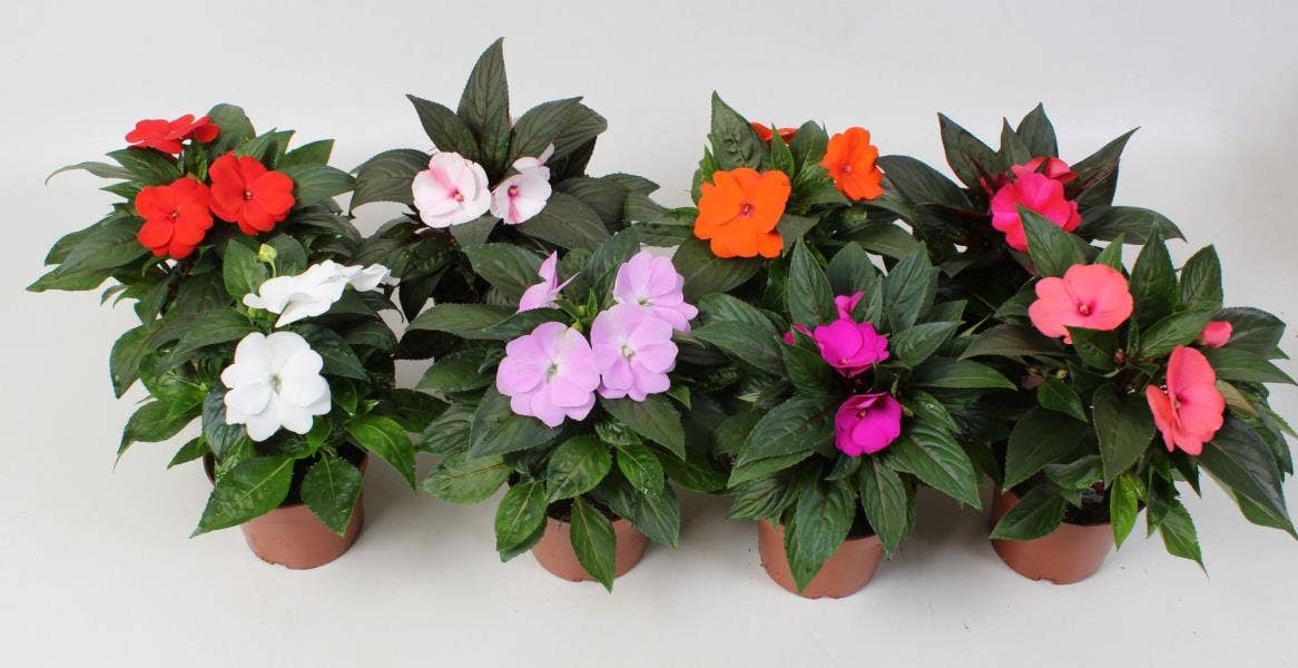 Impatiens New Guinea Grp