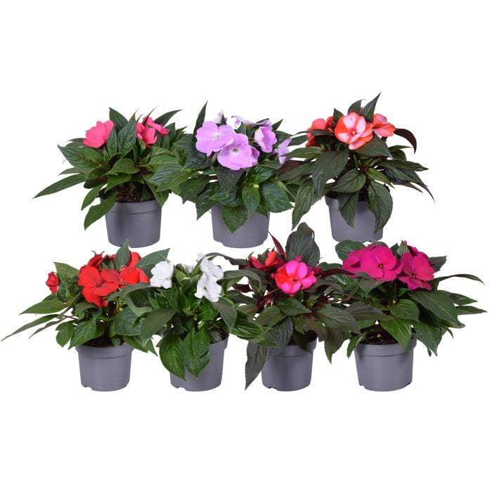 Impatiens New Guinea