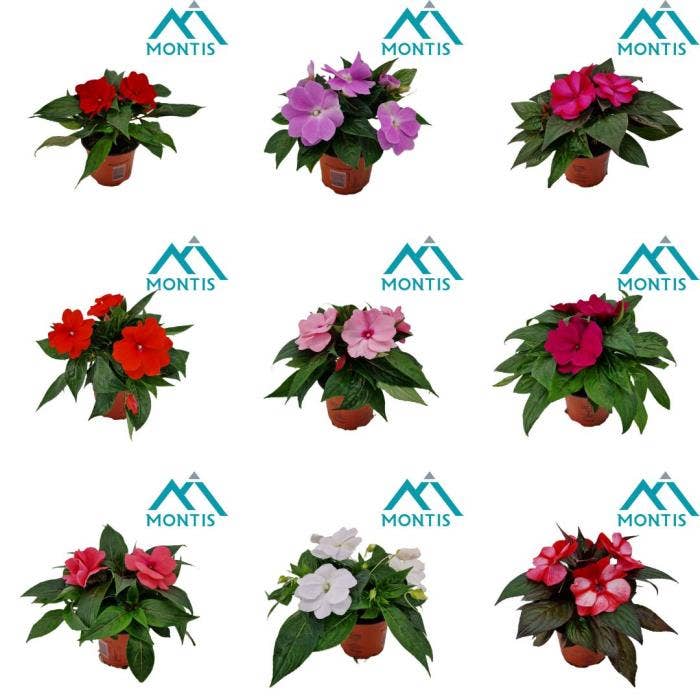 Impatiens New Guinea