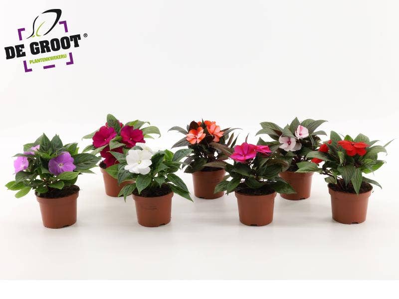 Impatiens New Guinea