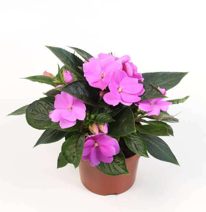Impatiens NG Lilac Dark