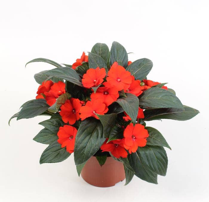 Impatiens NG Orange Crush