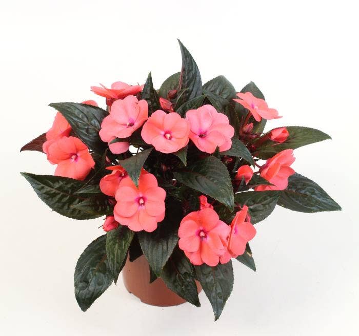 Impatiens NG Peach Grenada