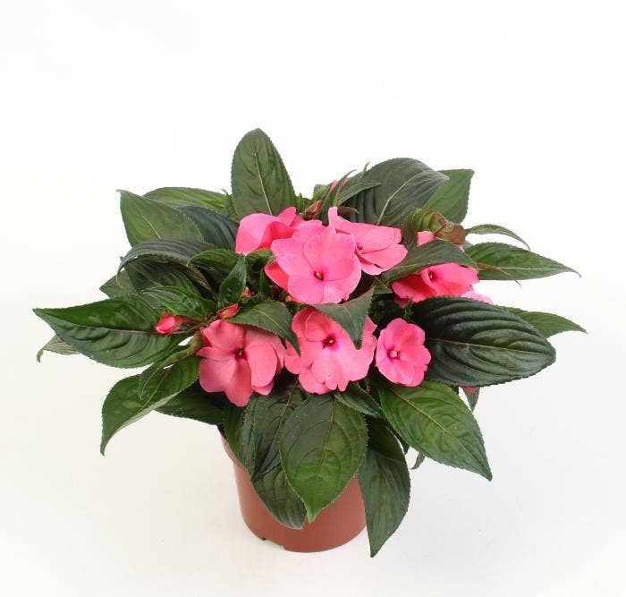 Impatiens NG Pink Delias