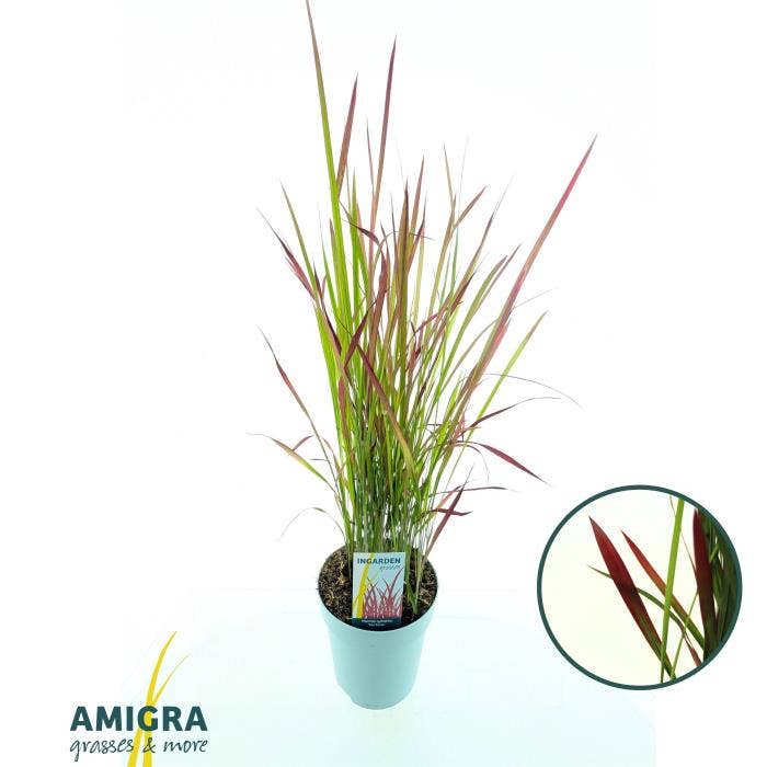 Imperata cylindrica Red Baron