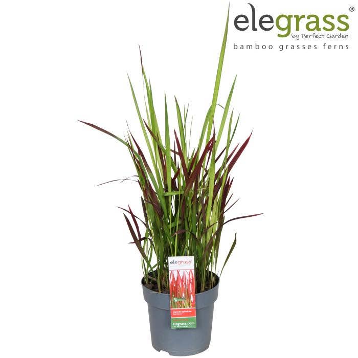 Imperata cylindrica Red Baron
