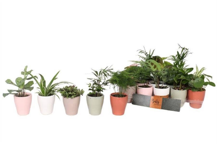 Indoor houseplants Anna Baby Green