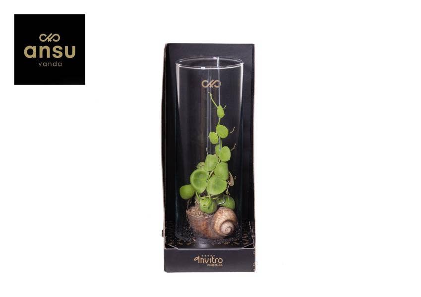 Invitro Collection - Dischidia