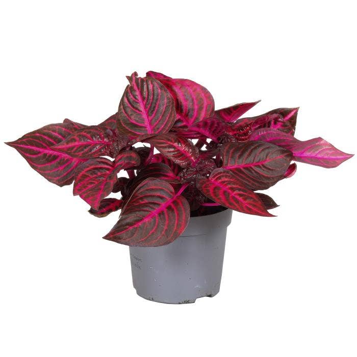 Iresine herb. Redstar