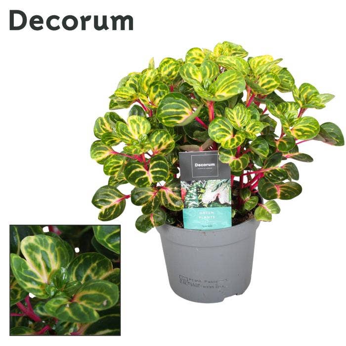 Iresine Herbstii 'Funny Gold'