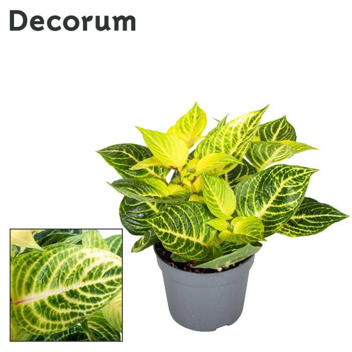 Iresine Herbstii 'Star'