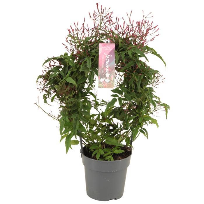 Jasminum Passion Dark Pink