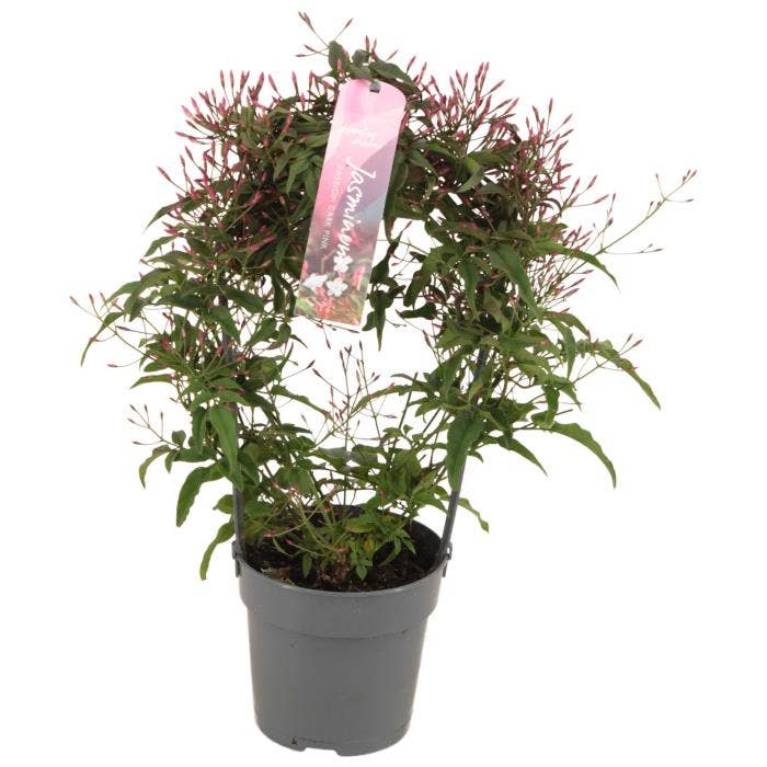Jasminum Passion Dark Pink
