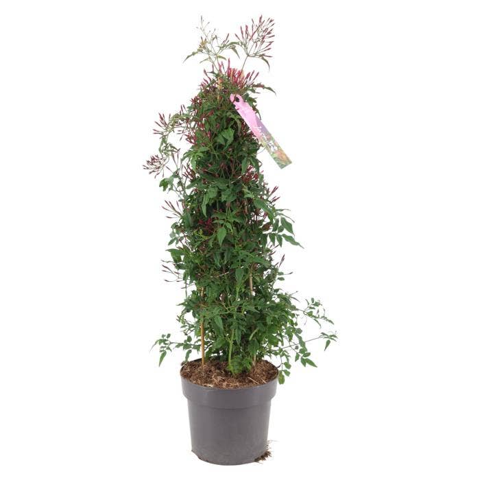 Jasminum Passion Dark Pink