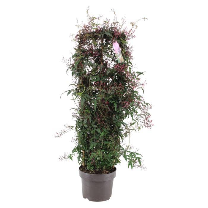 Jasminum Passion Dark Pink