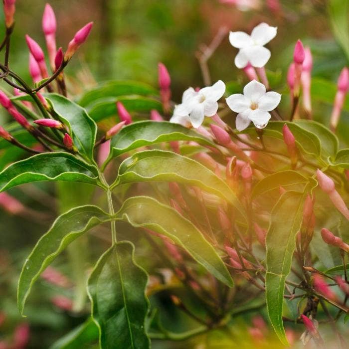 Jasminum Passion Dark Pink
