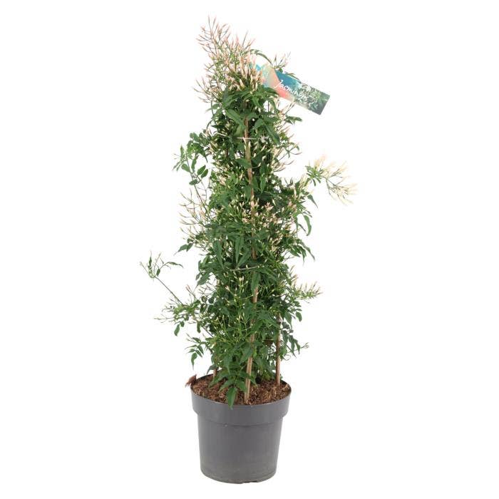 Jasminum piramide 500 Knop p17 (Jasmijn)