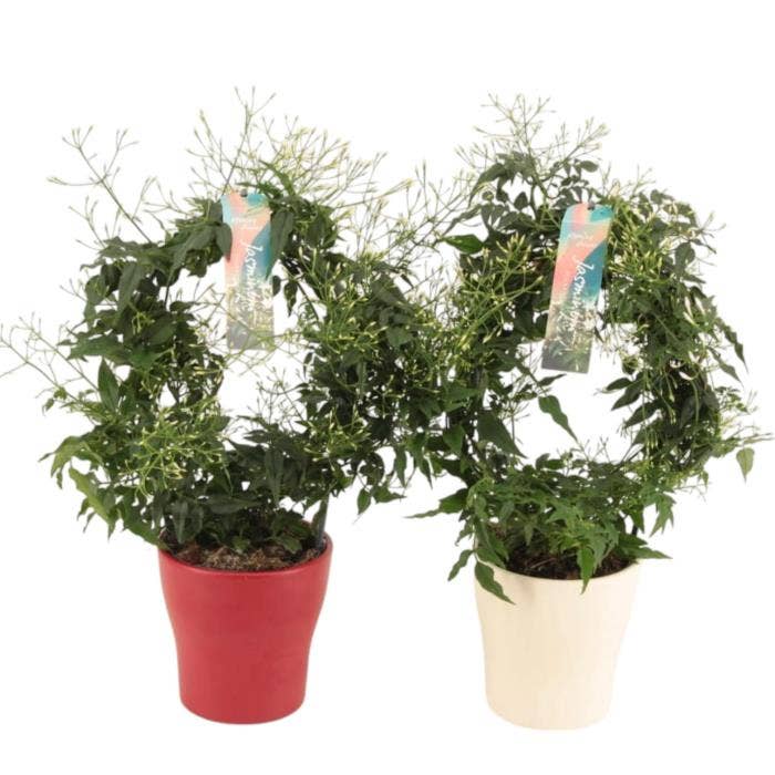 Jasminum polyanthum in Anna Red/White