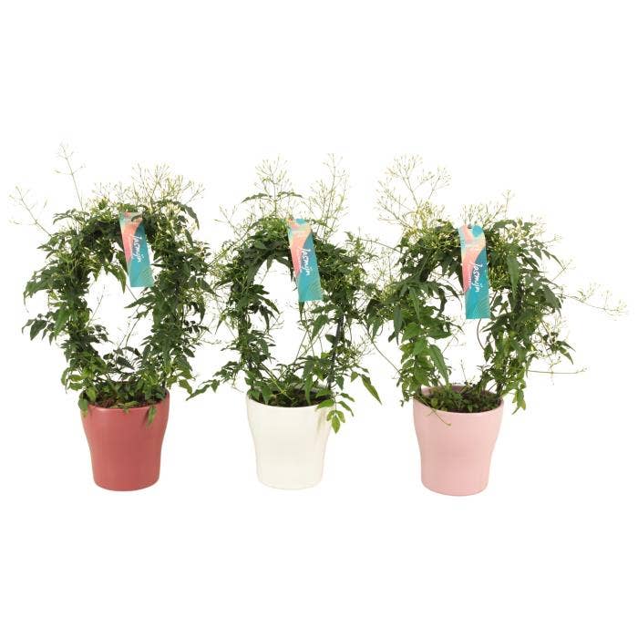 Jasminum polyanthum in Anna