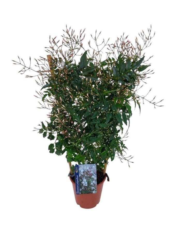 Jasminum polyanthum