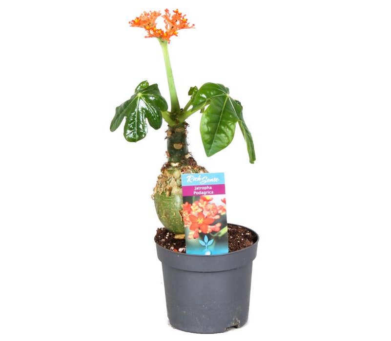 Jatropha podagrica