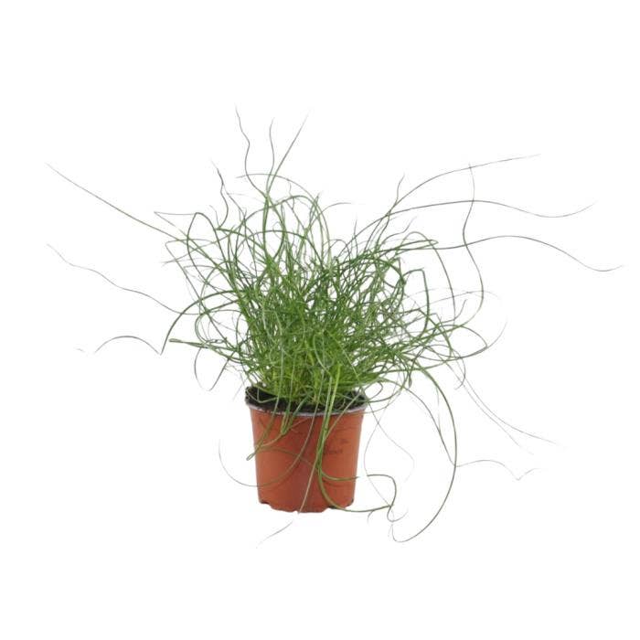 Juncus Spiralis