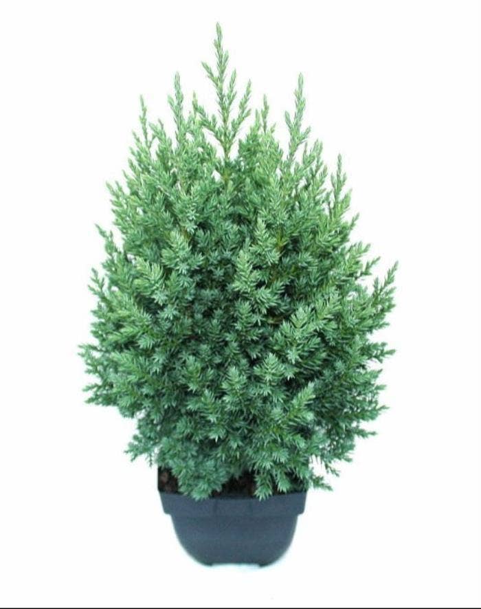 Juniperus chi. 'Stricta'