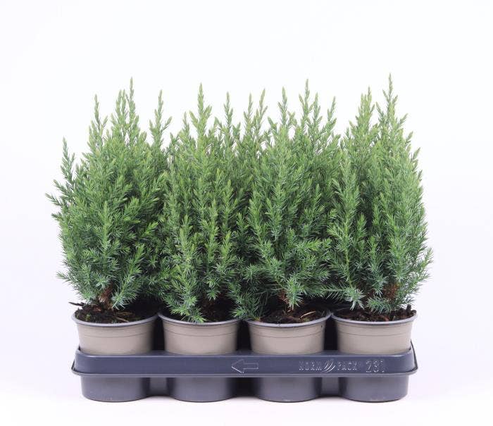 Juniperus chi. 'Stricta'