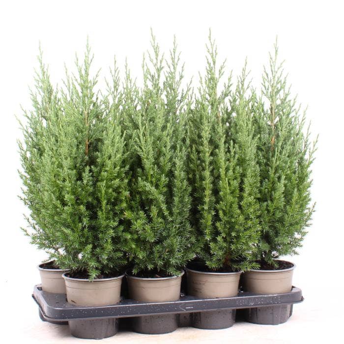 Juniperus chi. 'Stricta'