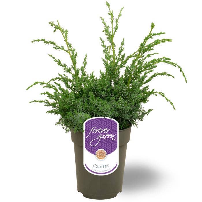 Juniperus chin. 'Blue Alps' 
