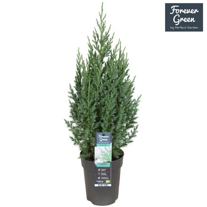 Juniperus chinensis Stricta