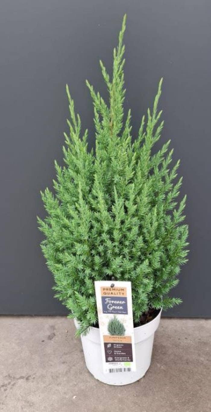 Juniperus chinensis 'Stricta'