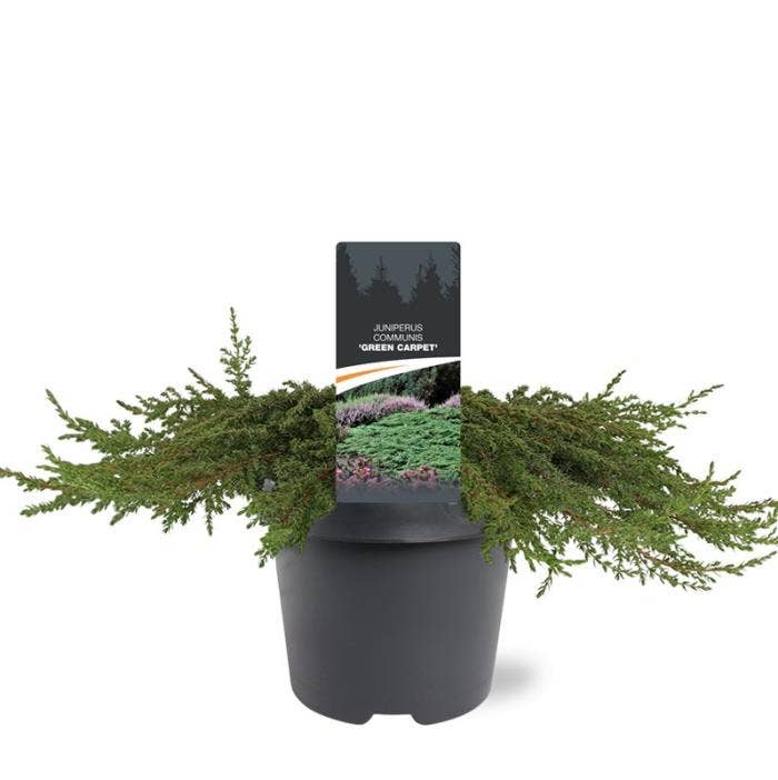 Juniperus com. 'Green Carpet'