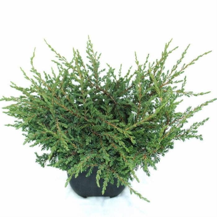 Juniperus com. 'Repanda'