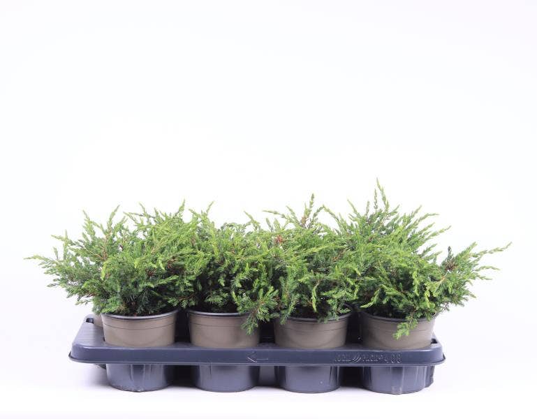 Juniperus communis 'Repanda'