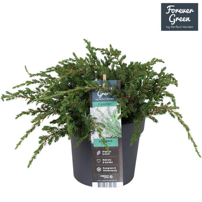 Juniperus communis 'Repanda'