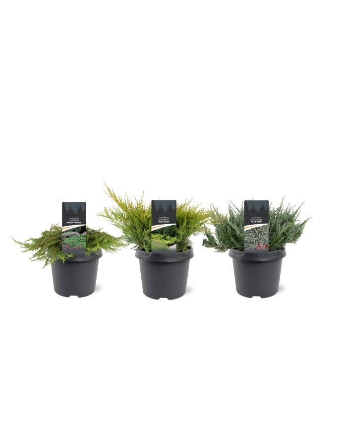 Juniperus ground-covering