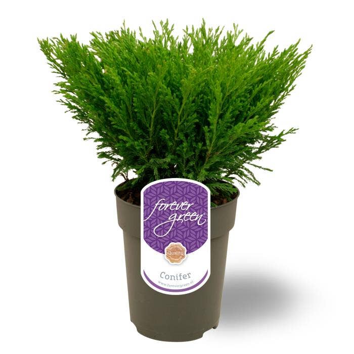 Juniperus horizontalis 'Andorra Compact'