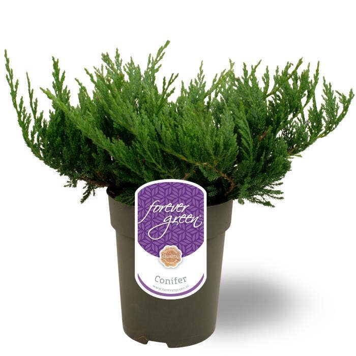 Juniperus horizontalis 'Blue Chip'